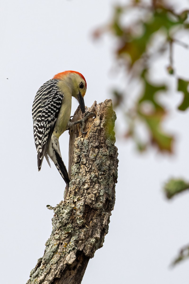 Red-bellied Woodpecker - ML610308547