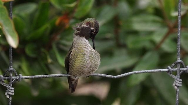 Anna's Hummingbird - ML610308594