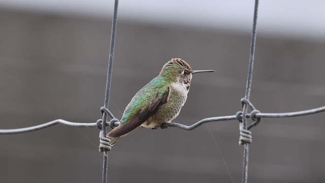 Anna's Hummingbird - ML610308609