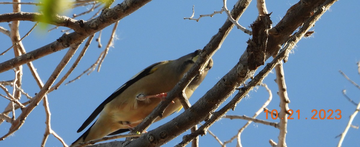 Evening Grosbeak - ML610308625