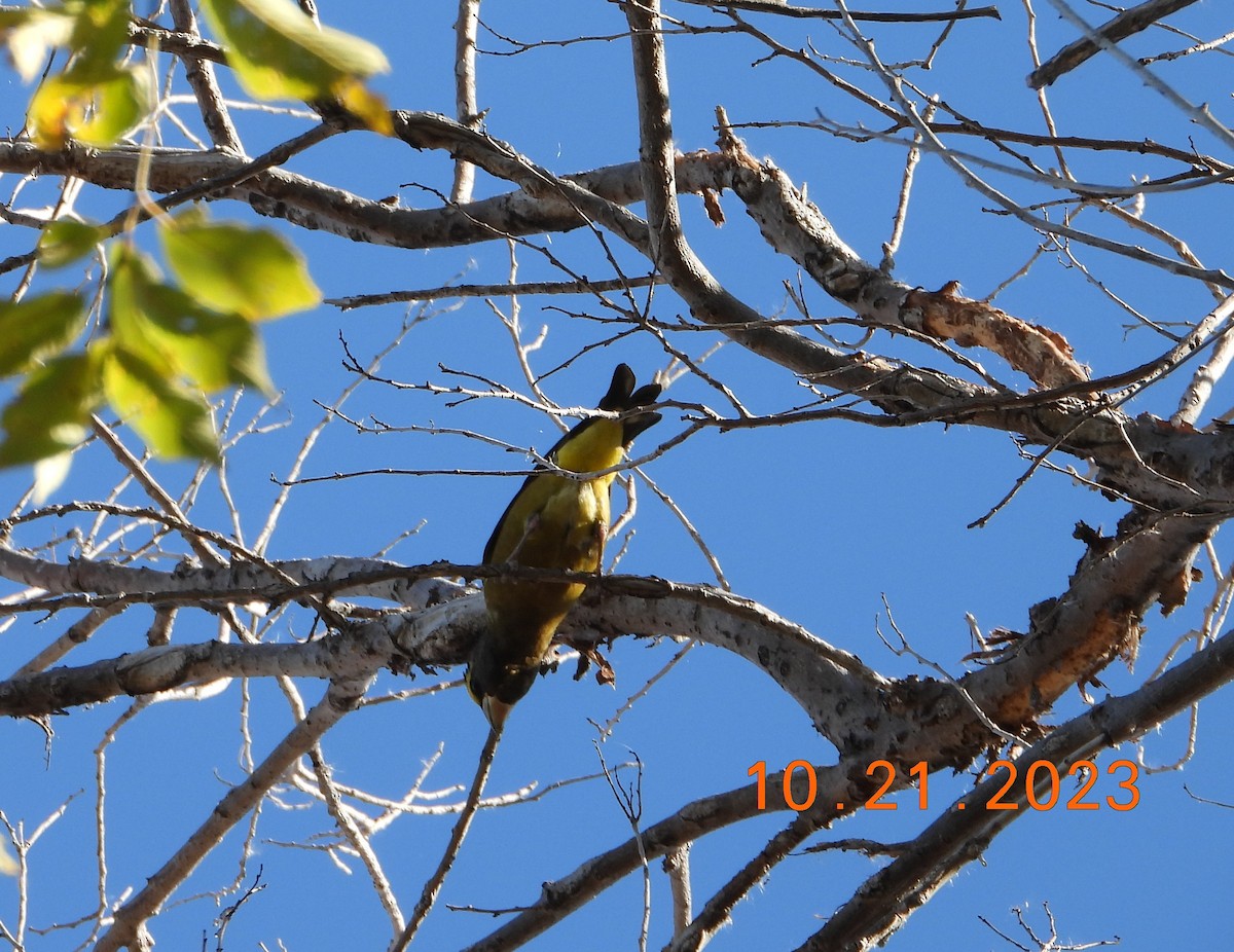 Evening Grosbeak - ML610308626