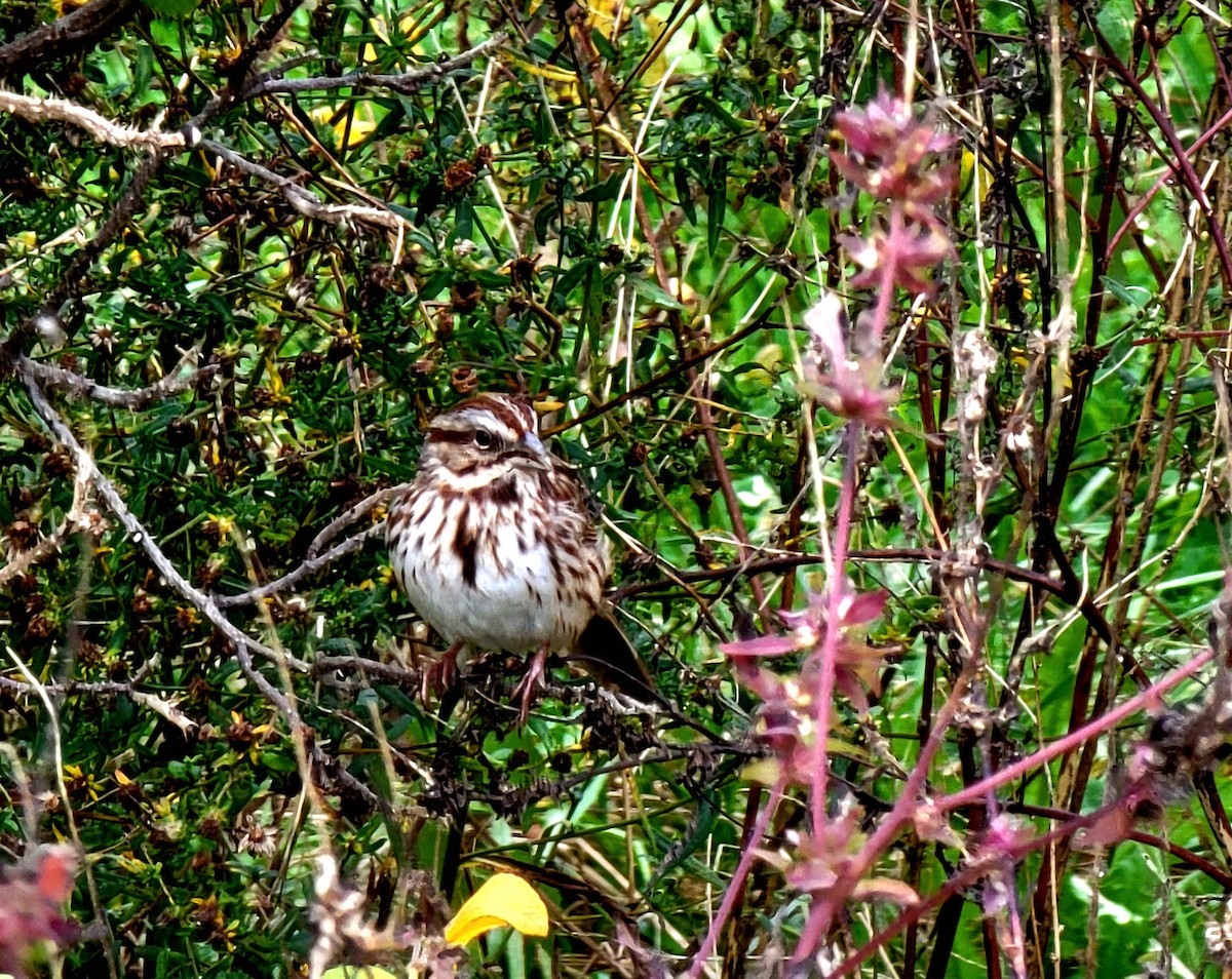 Song Sparrow - Kathie Brown