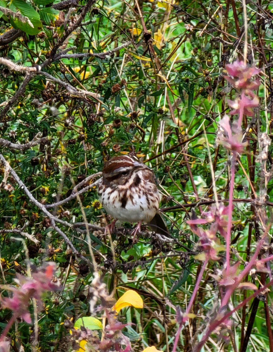Song Sparrow - Kathie Brown
