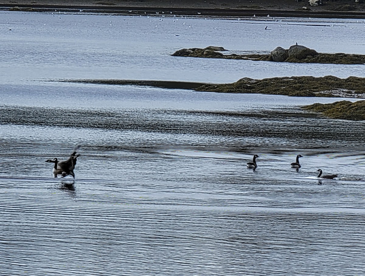 Canada Goose - Kathie Brown