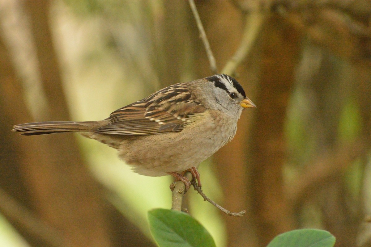 White-crowned Sparrow - Alan Seelye-James