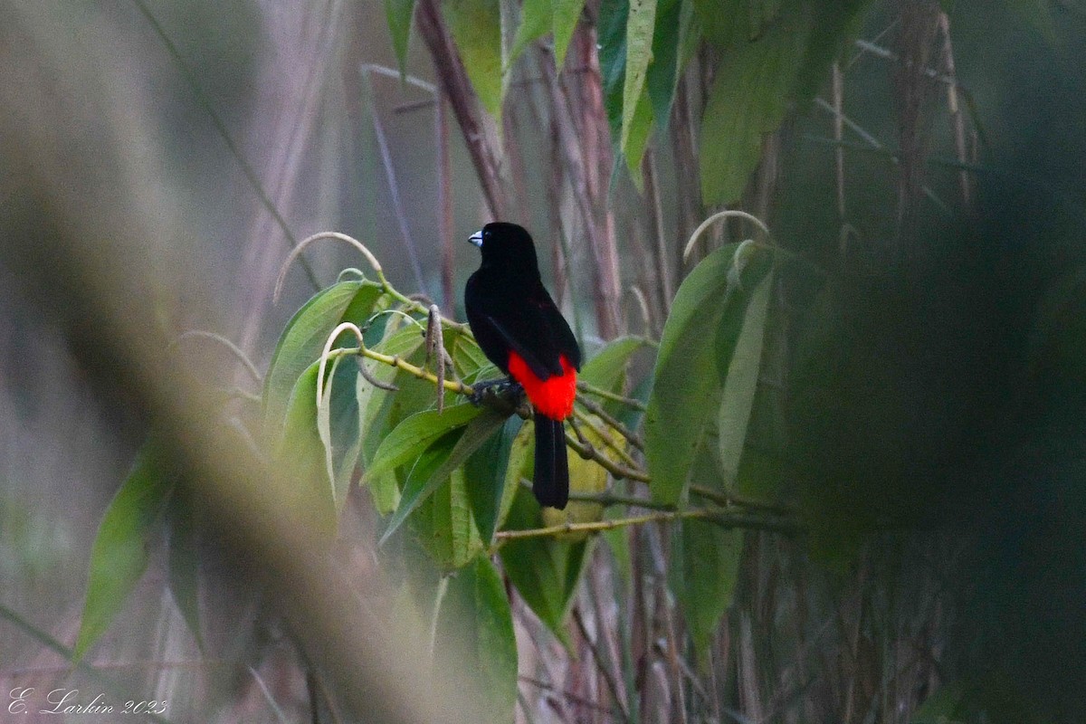 Scarlet-rumped Tanager - Emily Larkin