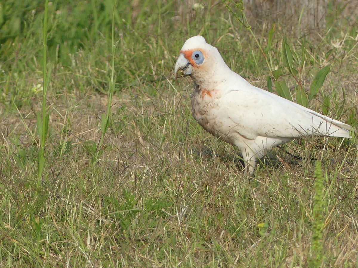 Cacatoès nasique - ML610308759