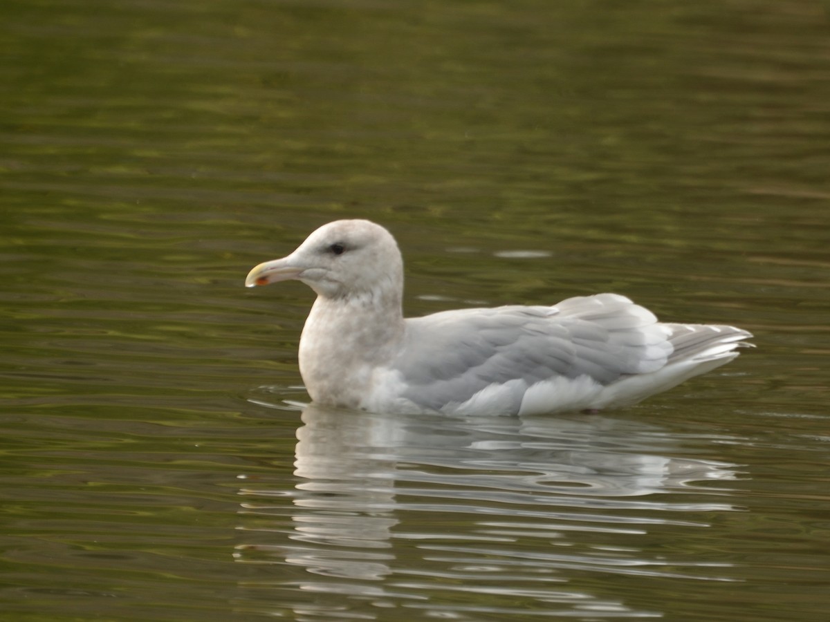 Glaucous-winged Gull - Alan Seelye-James