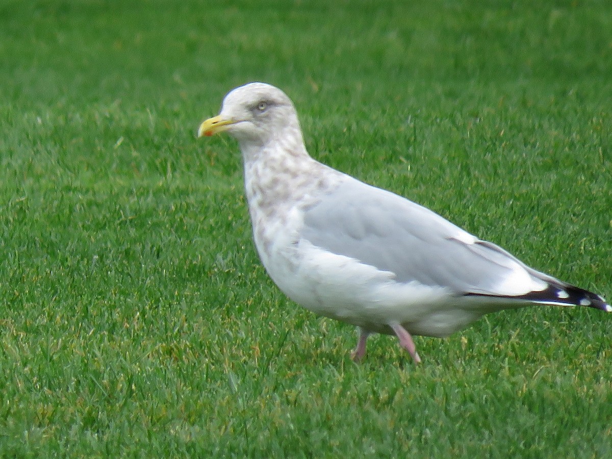 American Herring Gull - ML610308974