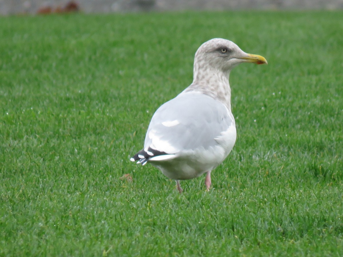 American Herring Gull - ML610308975