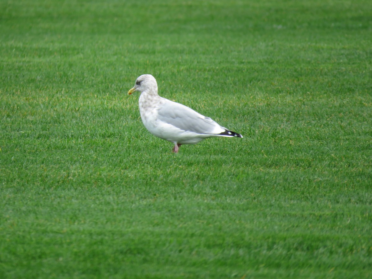 American Herring Gull - ML610308977