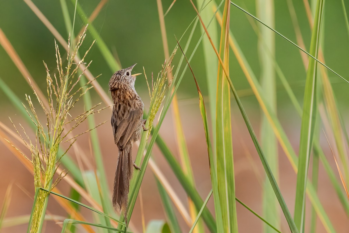 Rufous-vented Grass Babbler - ML610309032