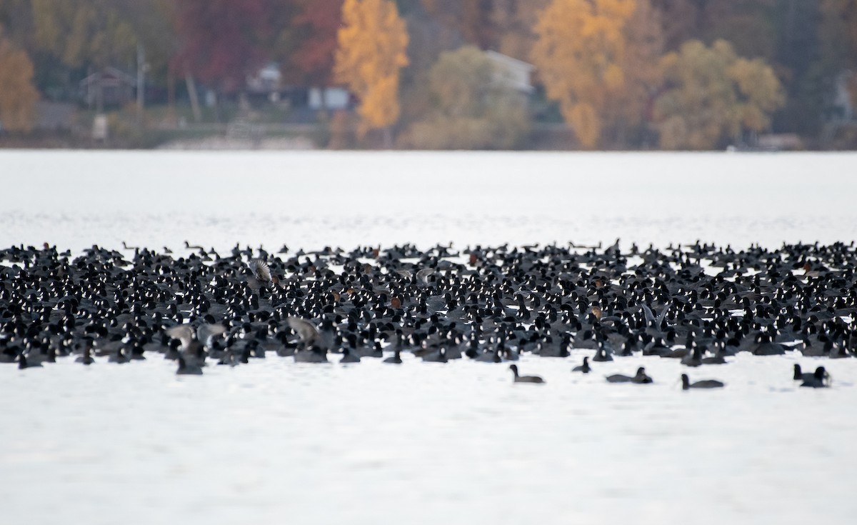 American Coot - Demelza and Josh Larson