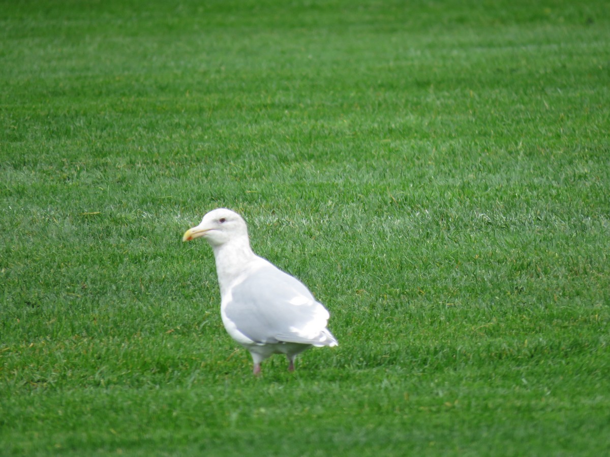 Glaucous-winged Gull - ML610309038