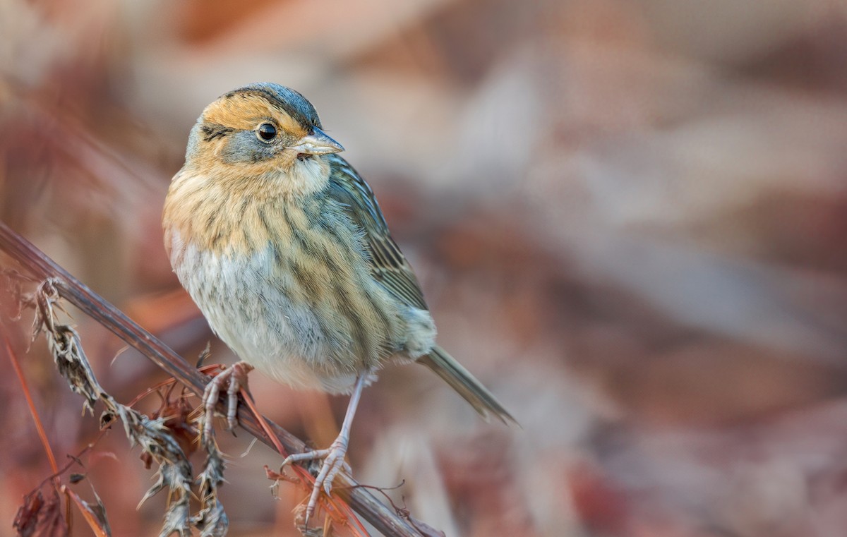 Nelson's Sparrow - ML610309205