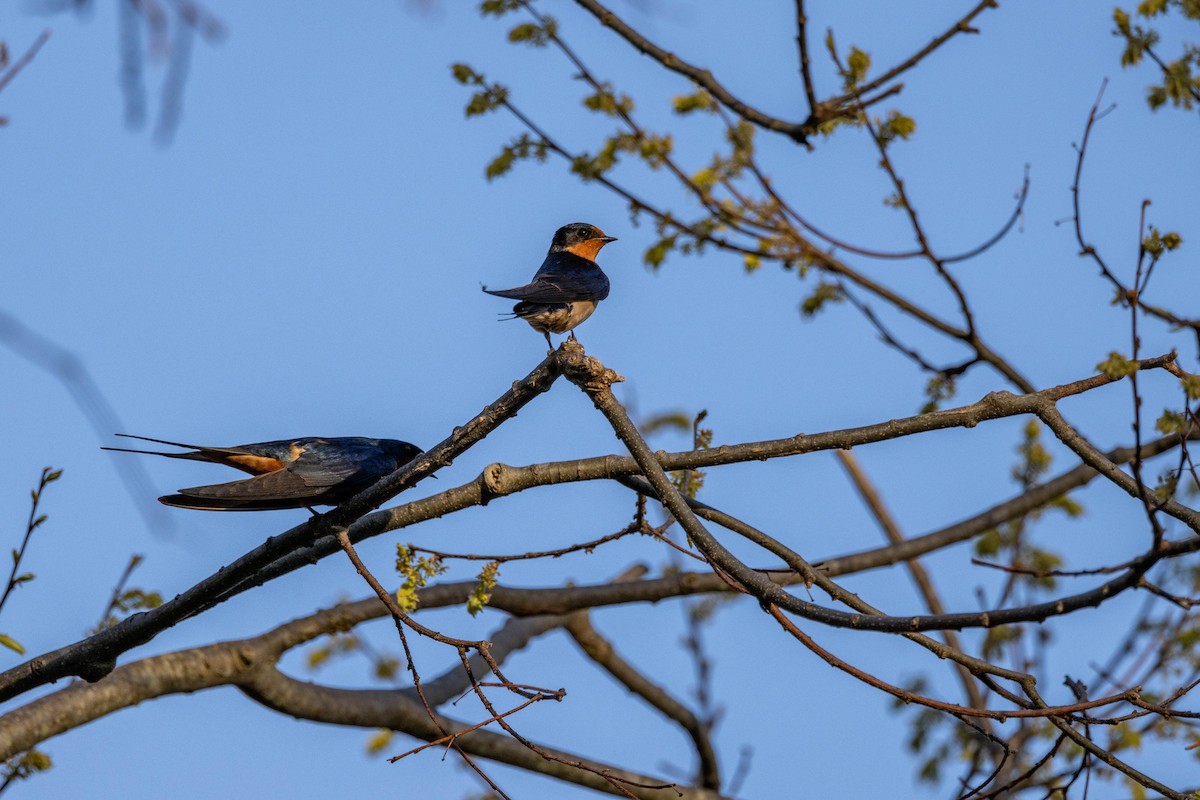 Barn Swallow - Carol Holmes