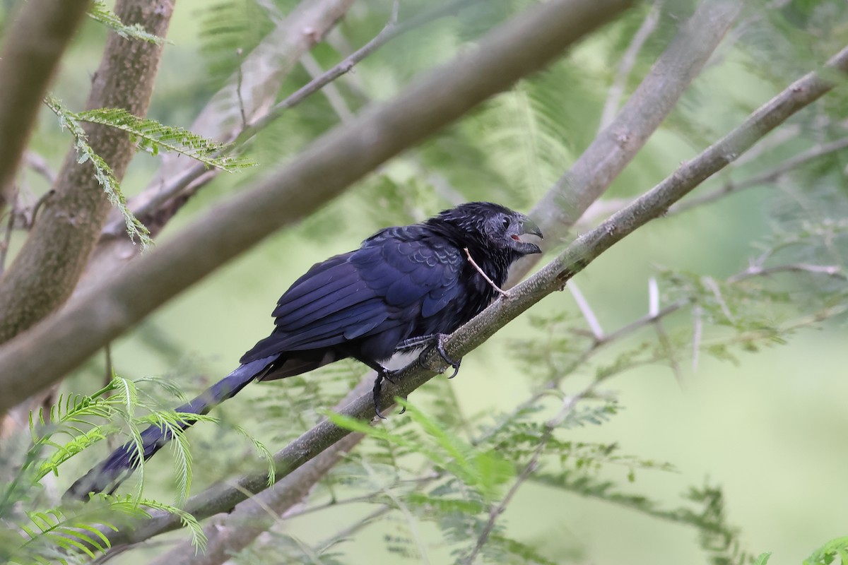 Groove-billed Ani - ML610309343