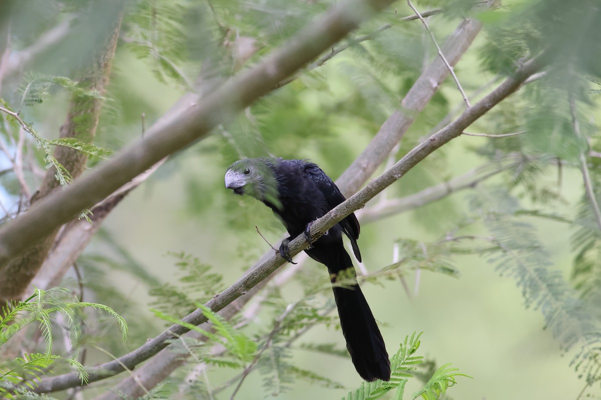 Groove-billed Ani - ML610309344
