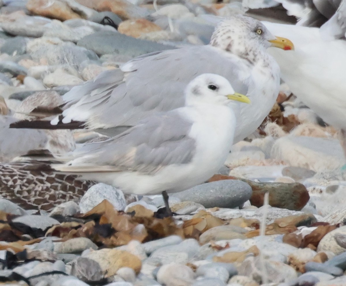 Mouette tridactyle - ML610309425