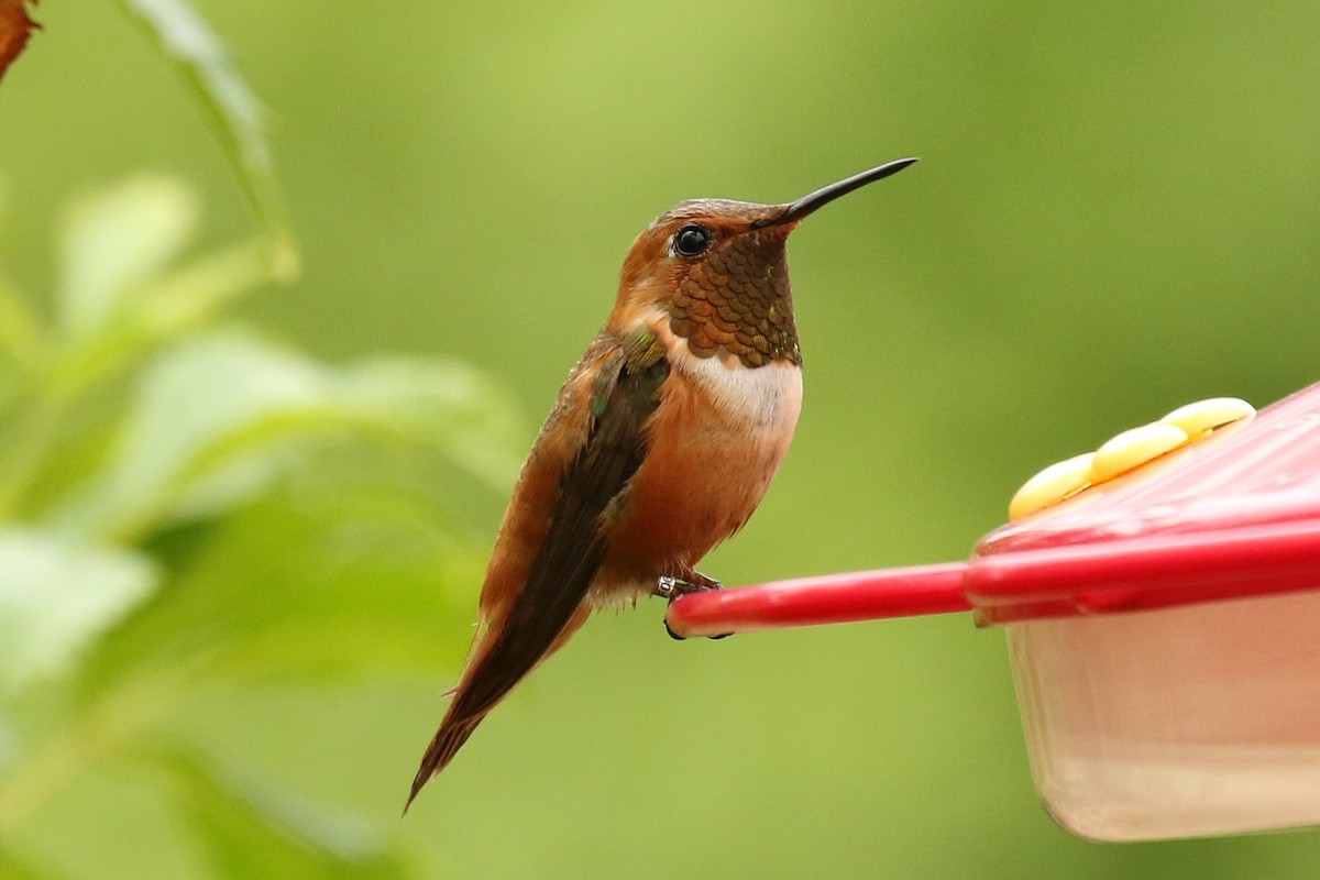 Colibrí Rufo - ML610309430