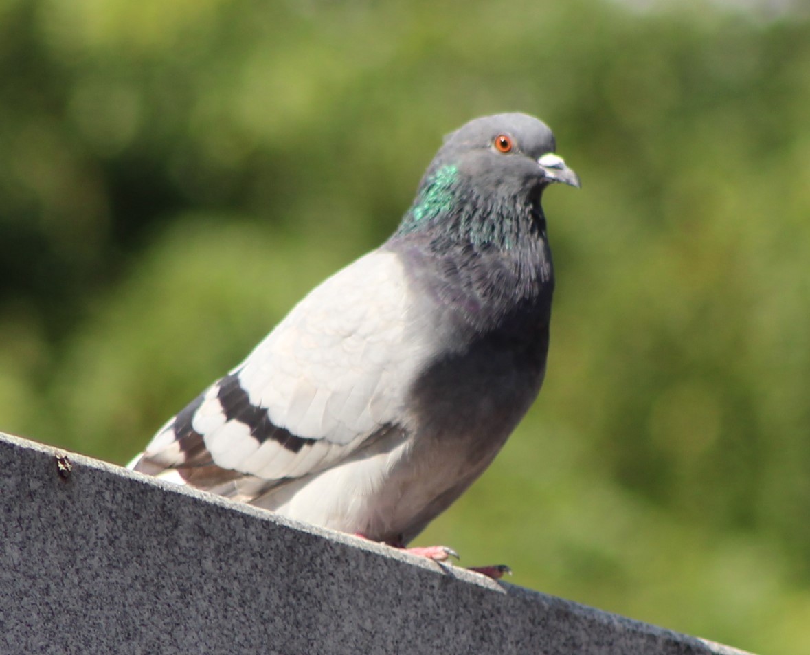 Rock Pigeon (Feral Pigeon) - ML610309510