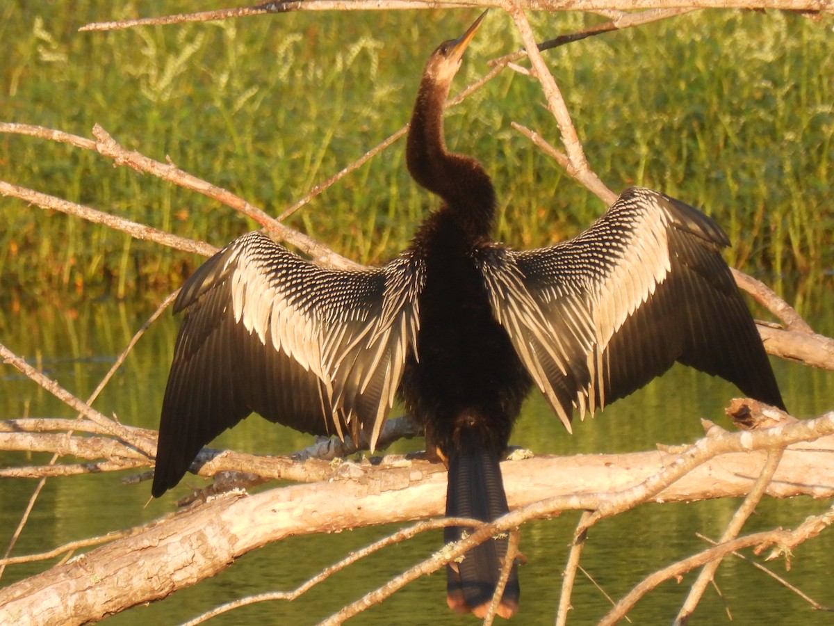 Amerika-Schlangenhalsvogel - ML610309536