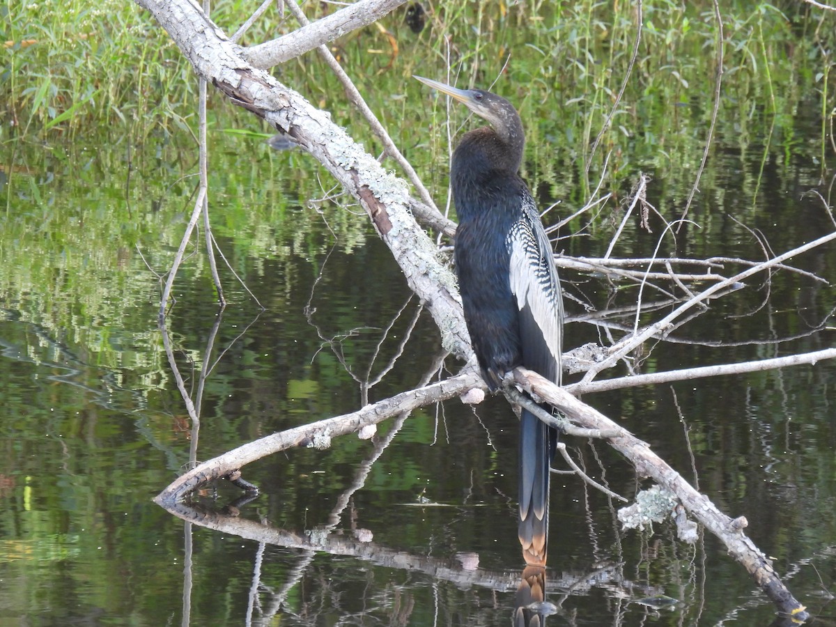 Amerika-Schlangenhalsvogel - ML610309543