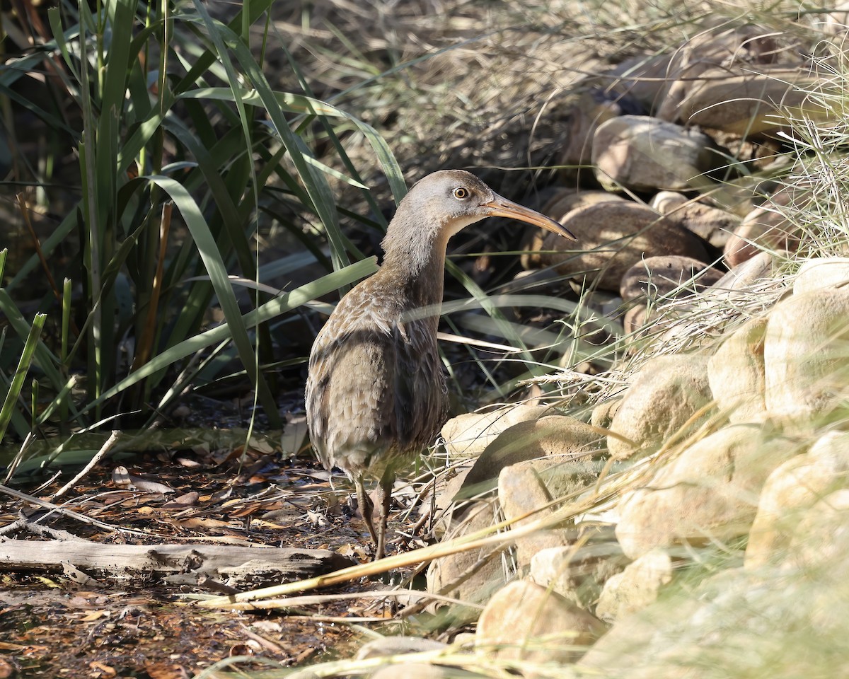 Clapper Rail - ML610309581