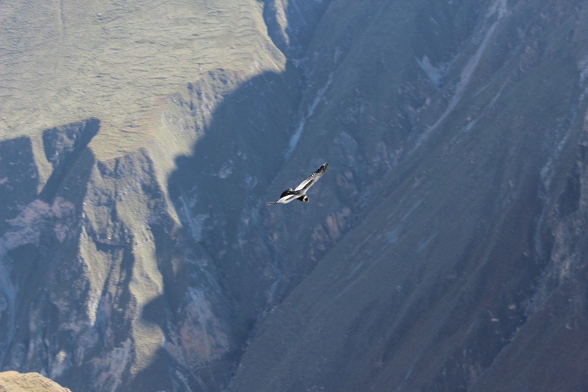 Andean Condor - ML610309587
