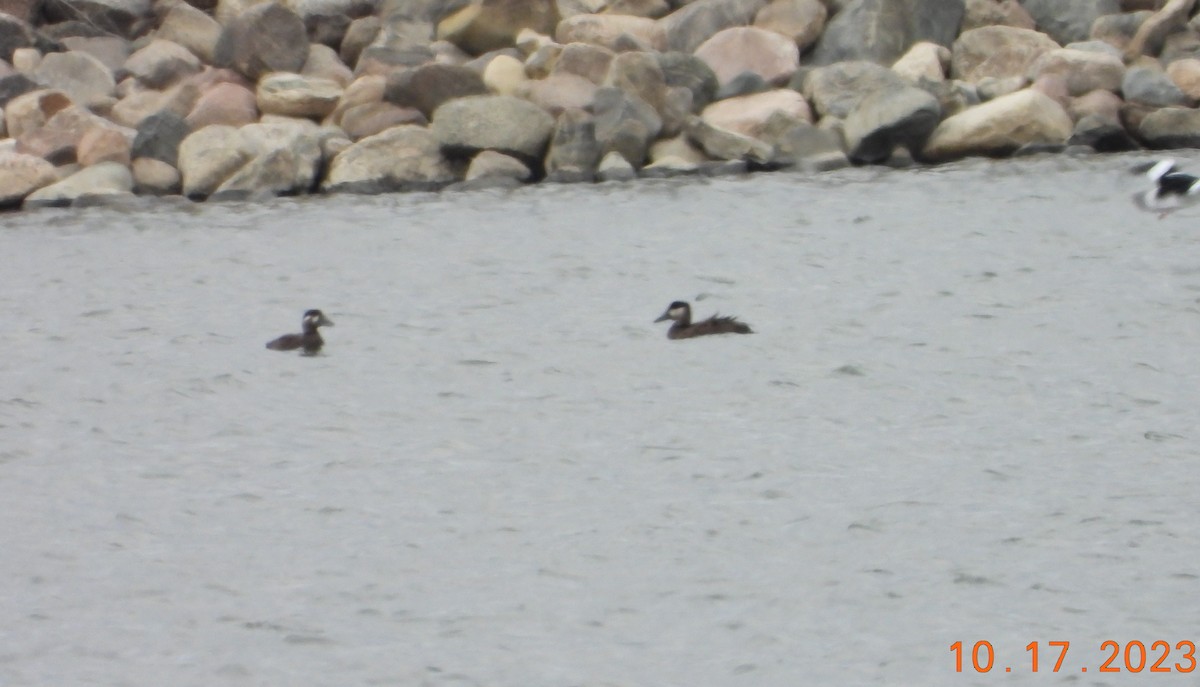 Surf Scoter - ML610309634