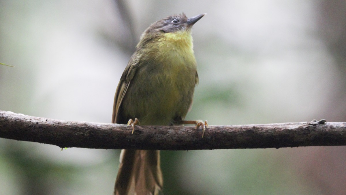 Wedge-tailed Jery - ML610309737