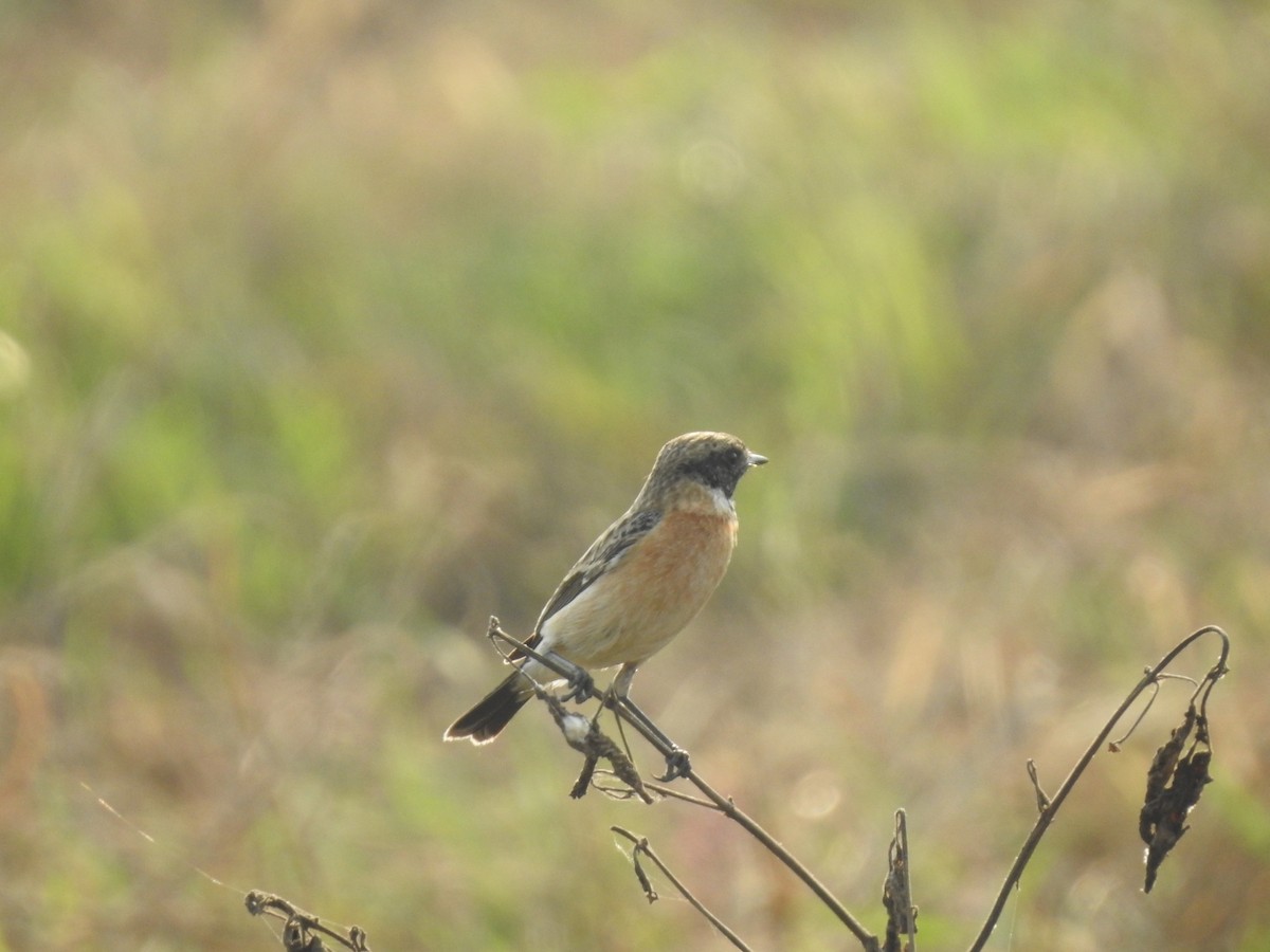 Siberian Stonechat - Sanggrram P