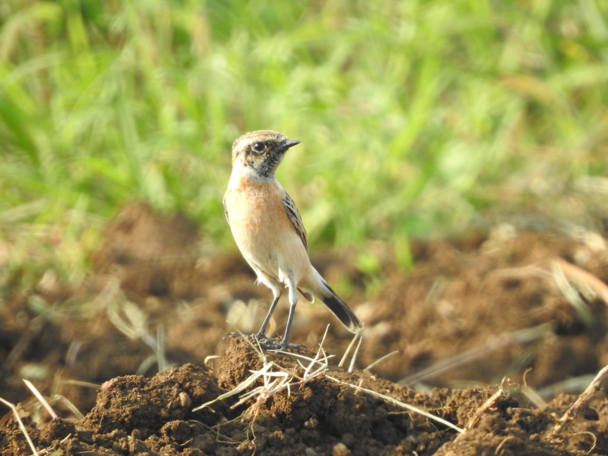 Siberian Stonechat - ML610309780