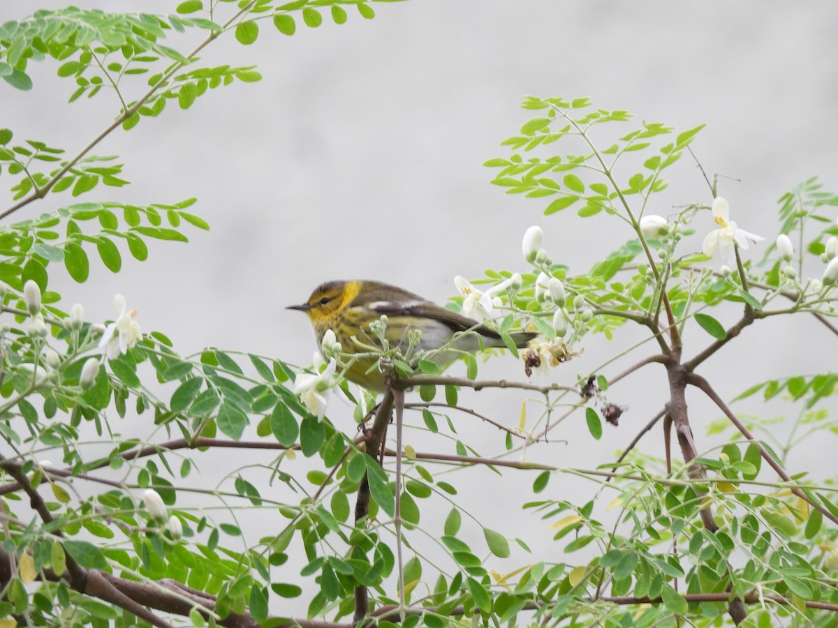Cape May Warbler - ML610309832