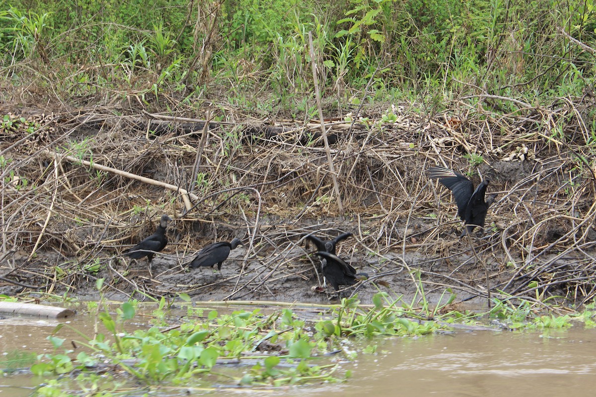 Black Vulture - ML610309930