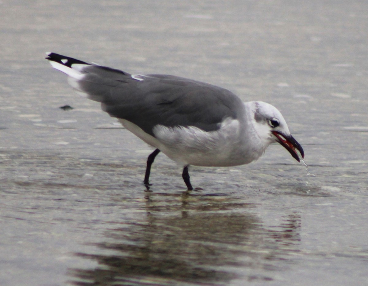 Laughing Gull - ML610310008