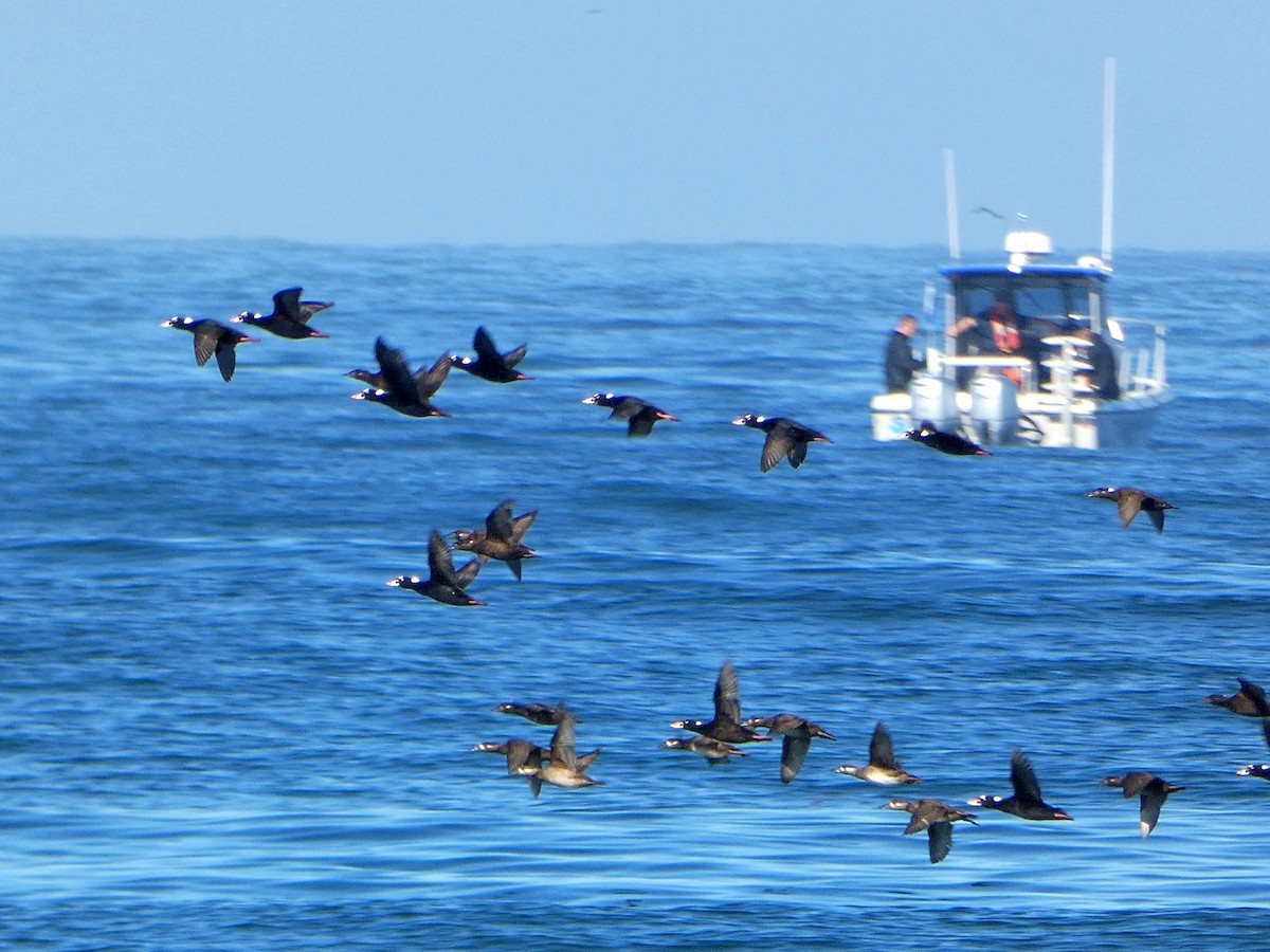 Surf Scoter - ML610310009