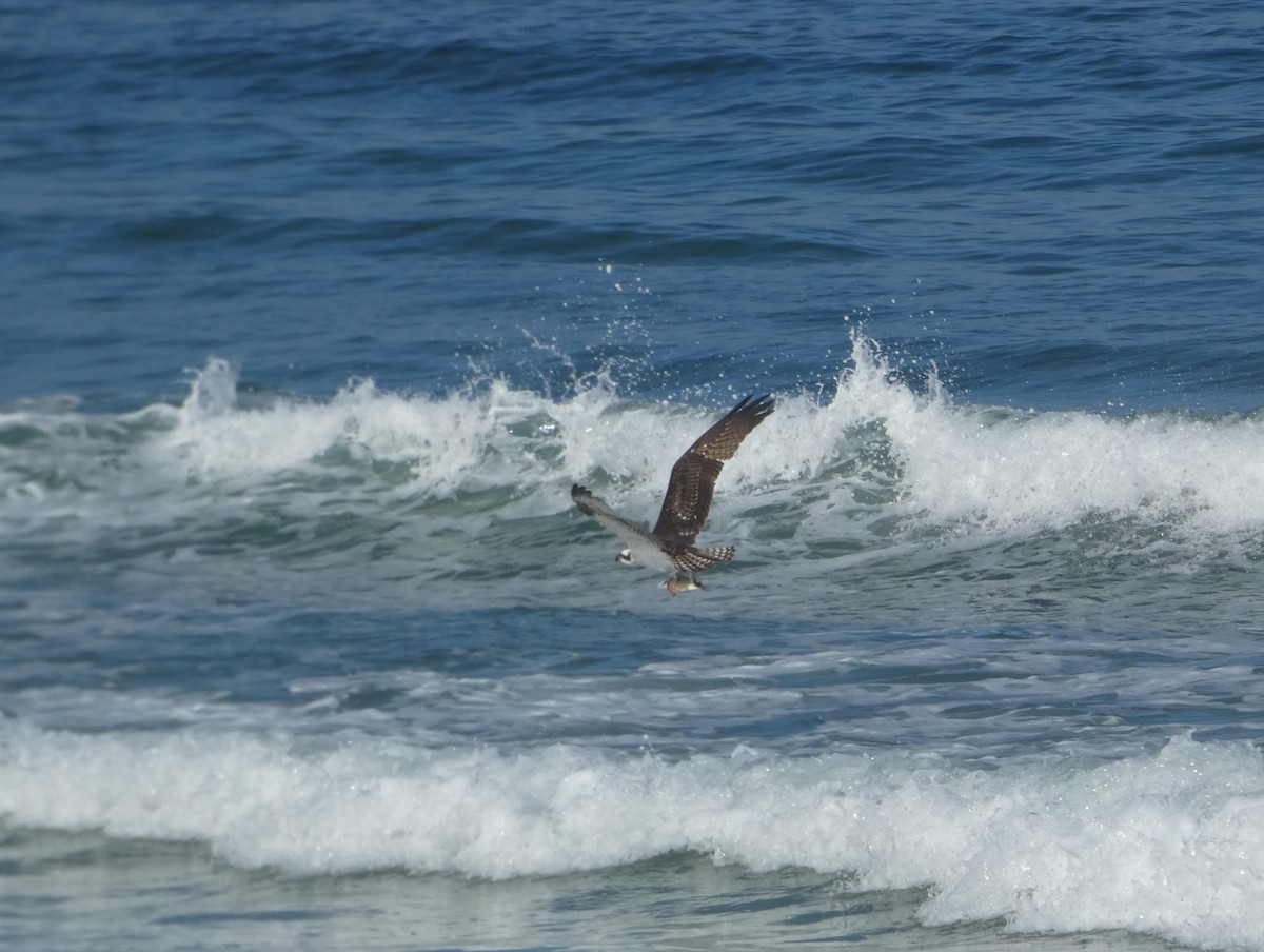 Balbuzard pêcheur - ML610310022