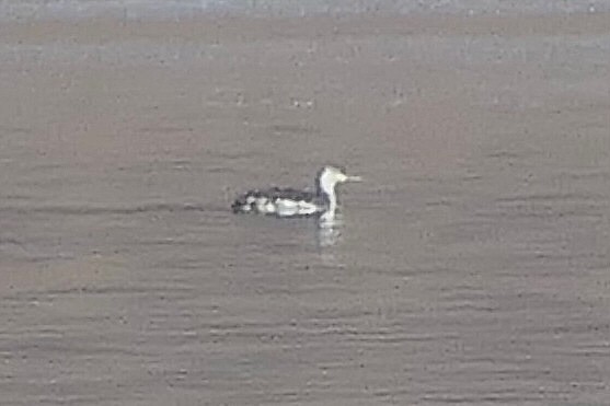 Red-throated Loon - ML610310140