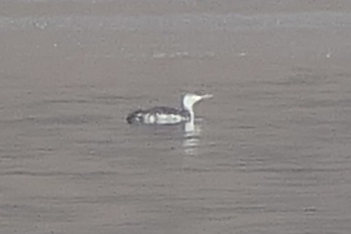 Red-throated Loon - Janet Kelly