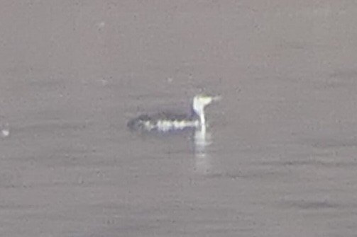 Red-throated Loon - Janet Kelly