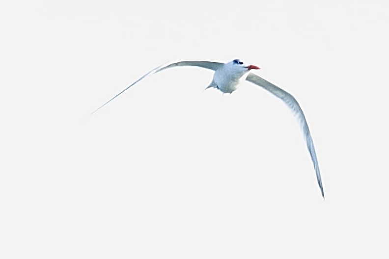 Royal Tern - JoAnn Dalley