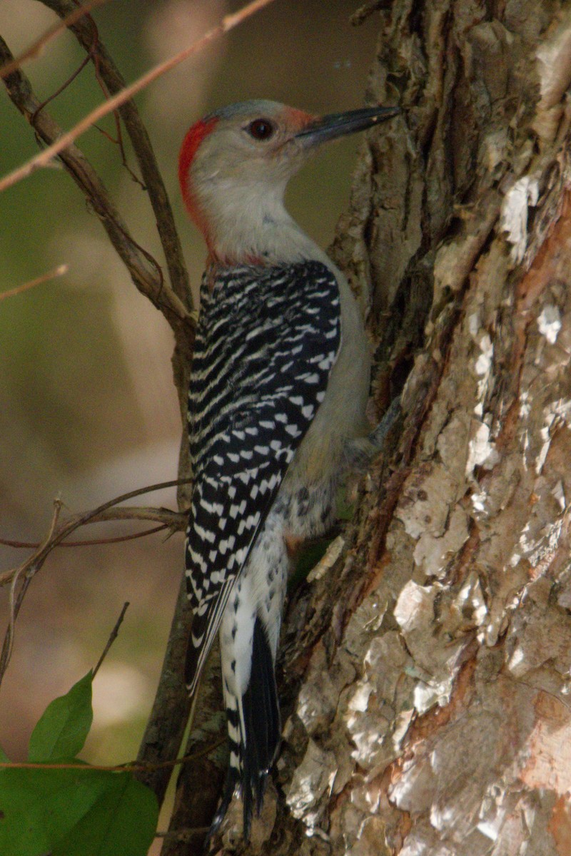 Red-bellied Woodpecker - Connor Robinson