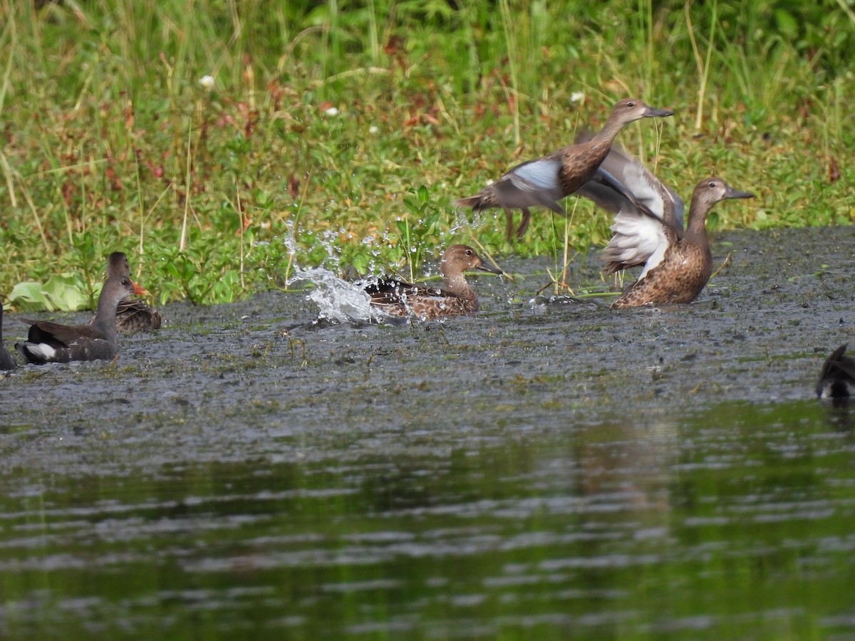 Blue-winged Teal - Leandro Niebles Puello