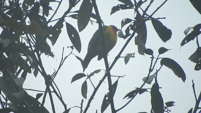 Scarlet-breasted Fruiteater - ML610310324