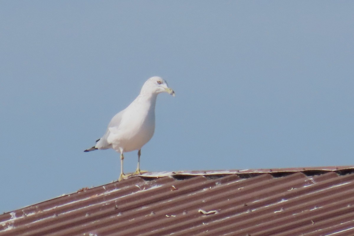 Ring-billed Gull - ML610310417