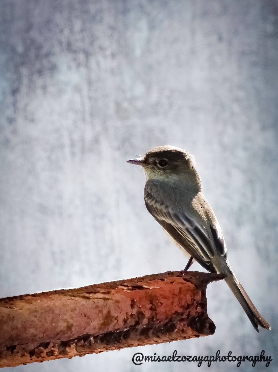 Eastern Phoebe - ML610310507