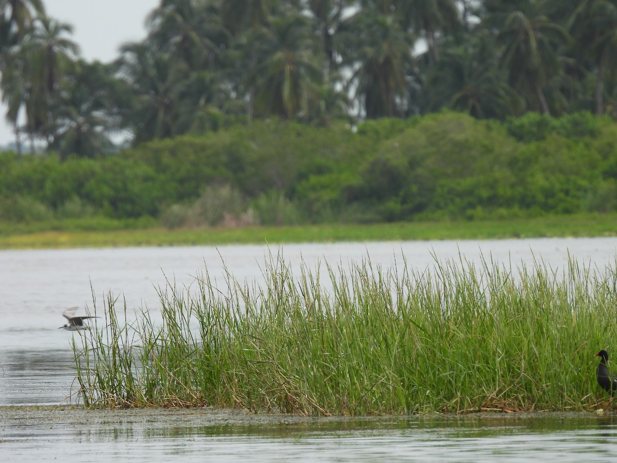 Black Tern - ML610310525