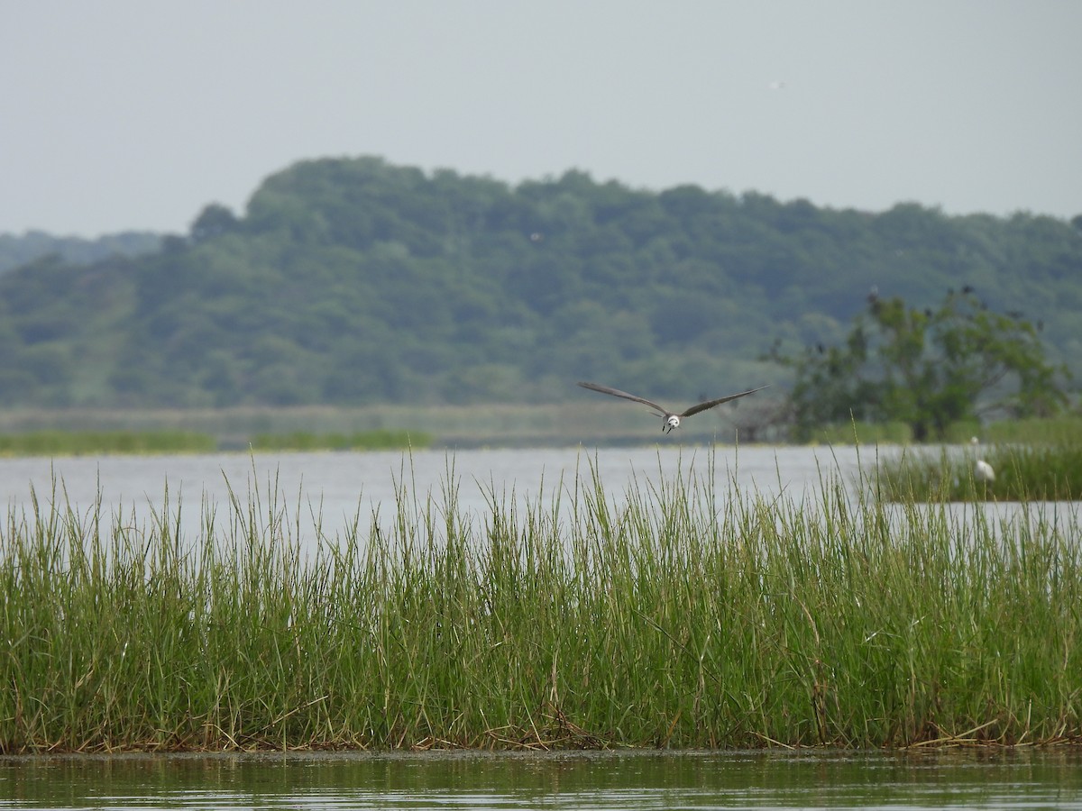 Black Tern - ML610310526