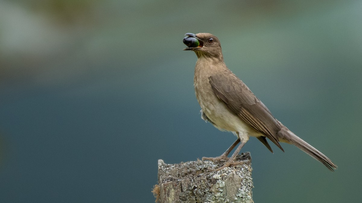 Black-billed Thrush - ML610310549